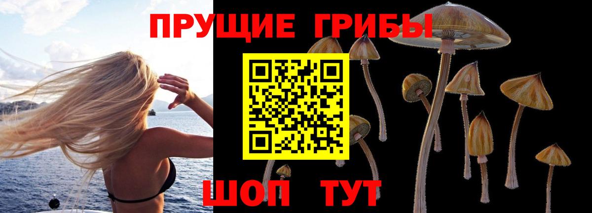 Галлюциногенные грибы Psilocybe Крымск